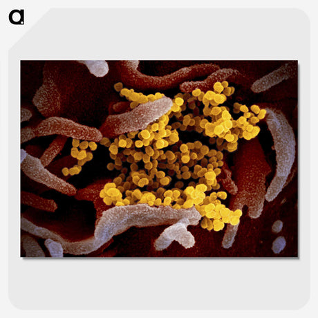 1-16_COVID-19_picture-crop