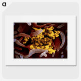 1-16_COVID-19_picture