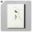 アートパネル-Carp Swimming by Water Weeds
 - クリーブランド美術館 Canvas.