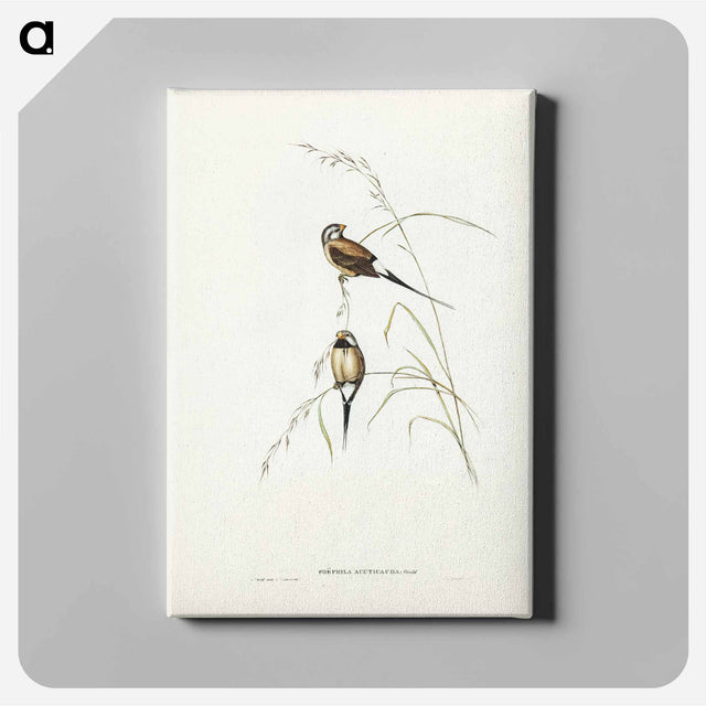 アートパネル-Carp Swimming by Water Weeds
 - クリーブランド美術館 Canvas.