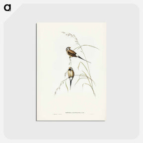 アートポストカード-Carp Swimming by Water Weeds
 - クリーブランド美術館 Postcard.