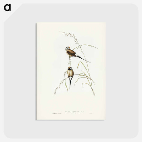 アートポストカード-Carp Swimming by Water Weeds
 - クリーブランド美術館 Postcard.