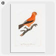 1-16_Des-Oiseaux-de-Paradis_picture