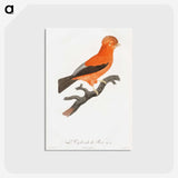 1-16_Des-Oiseaux-de-Paradis_postcard