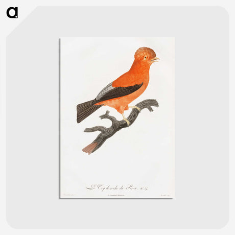 1-16_Des-Oiseaux-de-Paradis_postcard