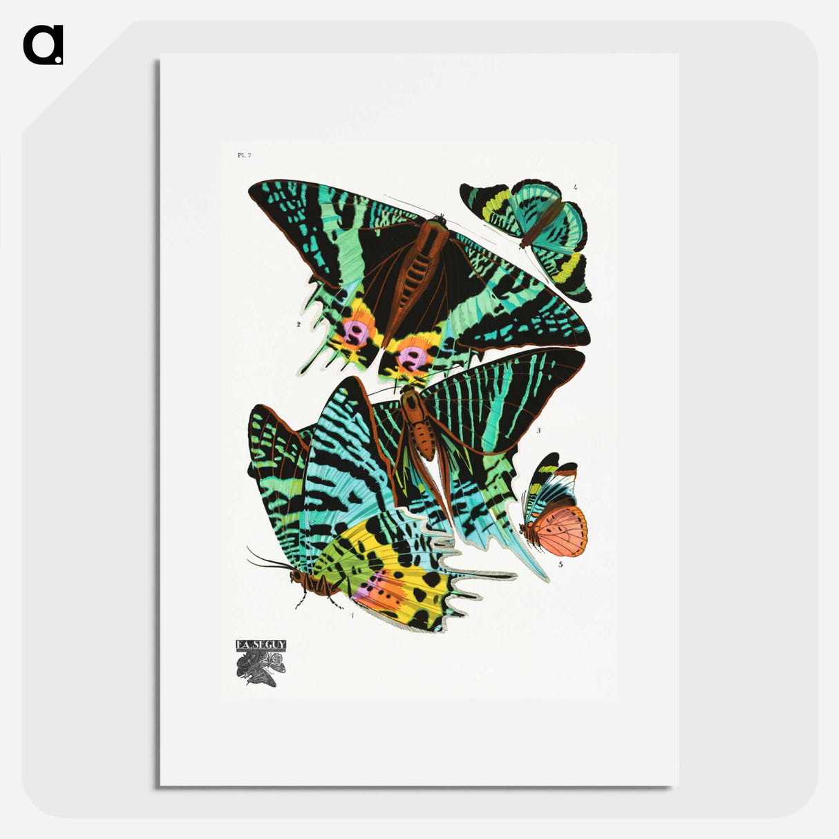 E.A. Séguy's vintage butterflies - E.A.セギー Poster.