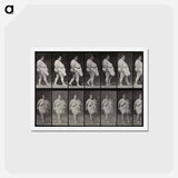 アートポストカード-Obese Woman Walking
 - エドワード マイブリッジ Postcard.