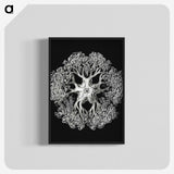 1-16_Ernst-Haeckel_blk-crop
