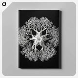 Vintage brittle star illustration - エルンスト ヘッケル Canvas.