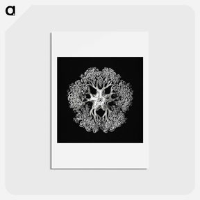 アートポストカード-Vintage brittle star illustration - エルンスト ヘッケル Postcard.
