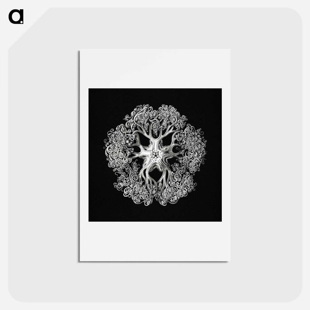 アートポストカード-Vintage brittle star illustration - エルンスト ヘッケル Postcard.