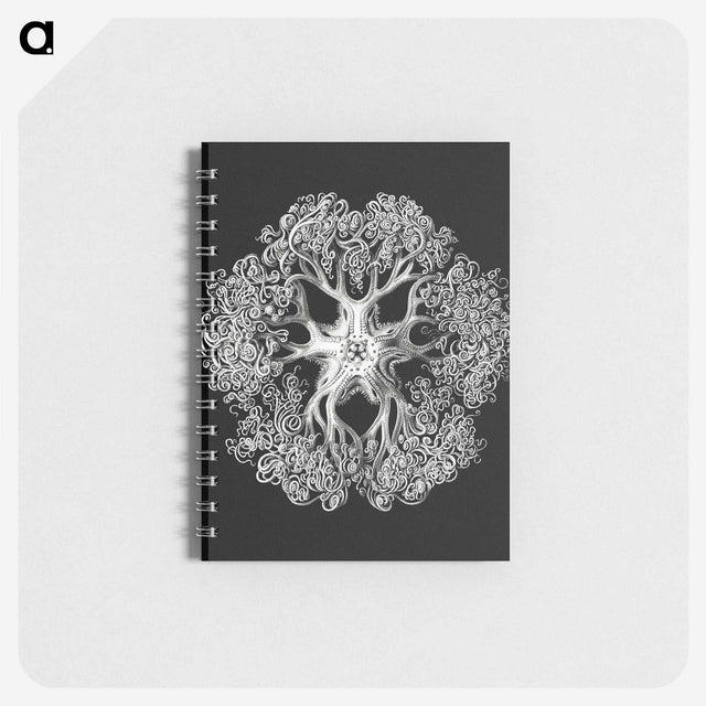 1-16_Ernst-Haeckel_memo