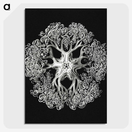 1-16_Ernst-Haeckel_picture-crop