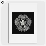 1-16_Ernst-Haeckel_picture