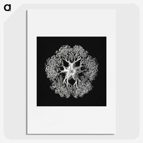 1-16_Ernst-Haeckel_picture
