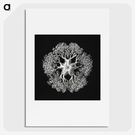 1-16_Ernst-Haeckel_picture
