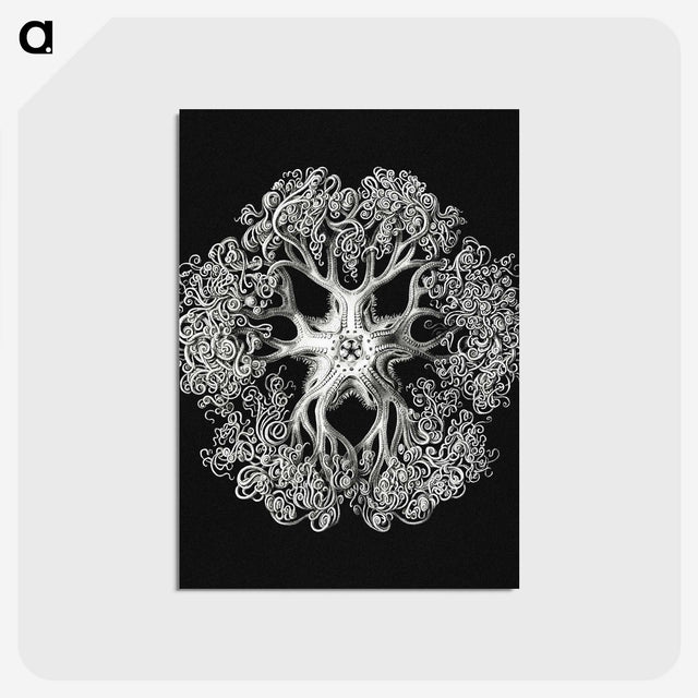 1-16_Ernst-Haeckel_postcard