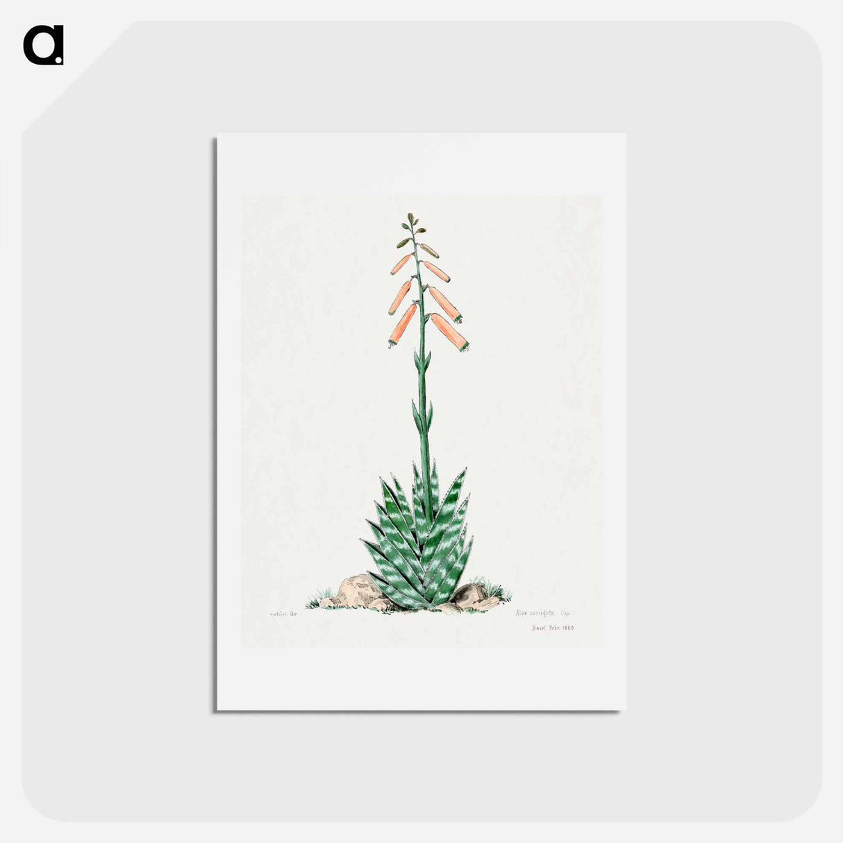 アートポストカード-Aloevera
 - サボテン科 Postcard.