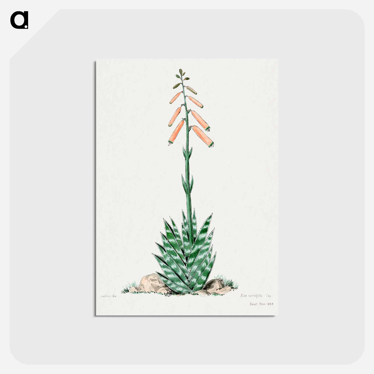 アートポストカード-Aloevera
 - サボテン科 Postcard.