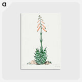 アートポストカード-Aloevera
 - サボテン科 Postcard.