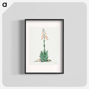 アートポスター-Aloevera
 - サボテン科 Poster.