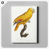 1-16_Francois-Levaillant_canvas