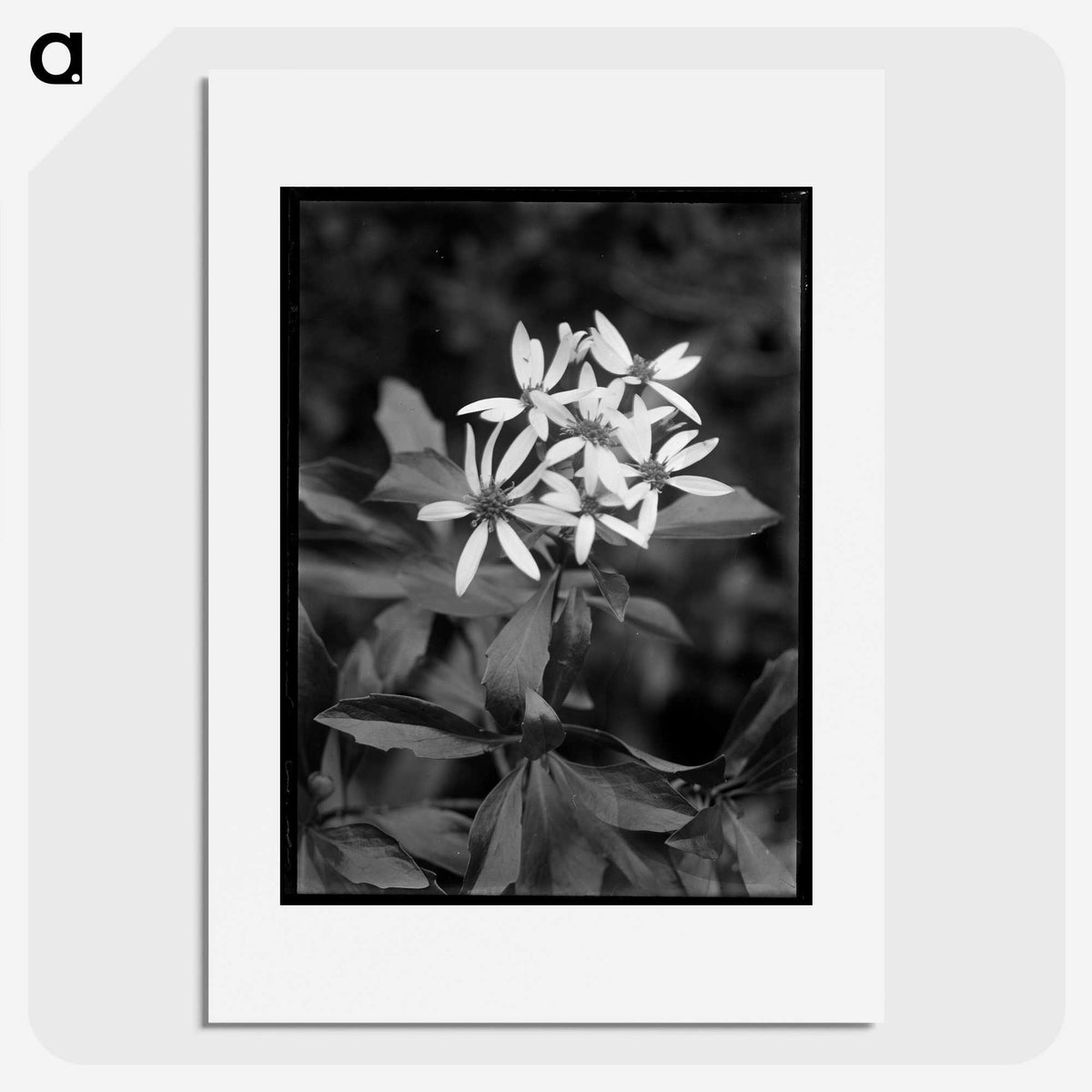 1-16_Frederick-Charles-Brockett_picture