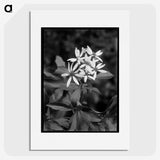 1-16_Frederick-Charles-Brockett_picture