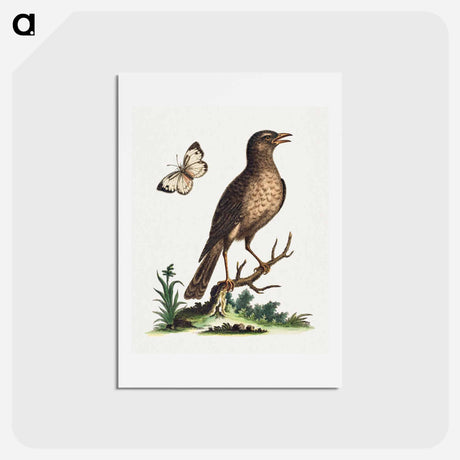 アートポストカード-Brown Bird with a Butterfly
 - ジョージ エドワーズ Postcard.