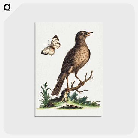 アートポストカード-Brown Bird with a Butterfly
 - ジョージ エドワーズ Postcard.