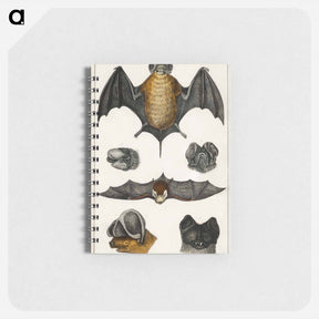 アートメモ帳-Bats: From Goldsmith's Animated Nature
 - ゴールドスミスの生き生きとした自然 Memo.