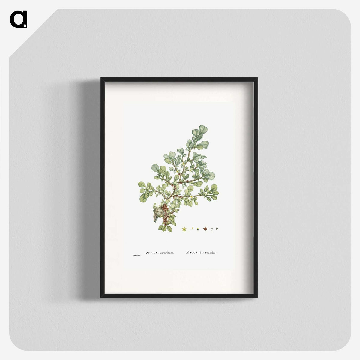 1-16_Histoire-des-Plantes-Grasses_blk