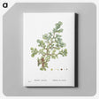 1-16_Histoire-des-Plantes-Grasses_canvas