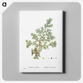 1-16_Histoire-des-Plantes-Grasses_canvas