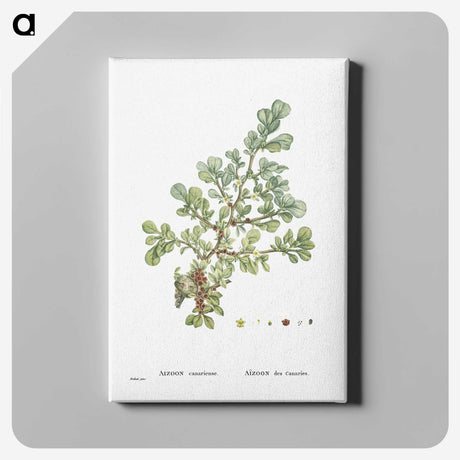1-16_Histoire-des-Plantes-Grasses_canvas