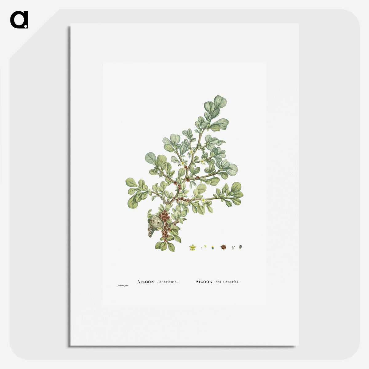 1-16_Histoire-des-Plantes-Grasses_picture