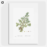 1-16_Histoire-des-Plantes-Grasses_picture
