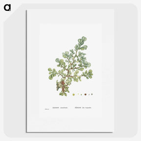 1-16_Histoire-des-Plantes-Grasses_picture