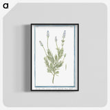 1-16_Hortus-Romanus-Botanical-Plates_blk-crop