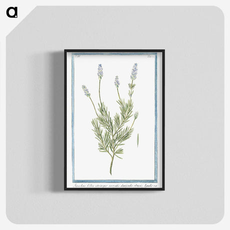 1-16_Hortus-Romanus-Botanical-Plates_blk-crop