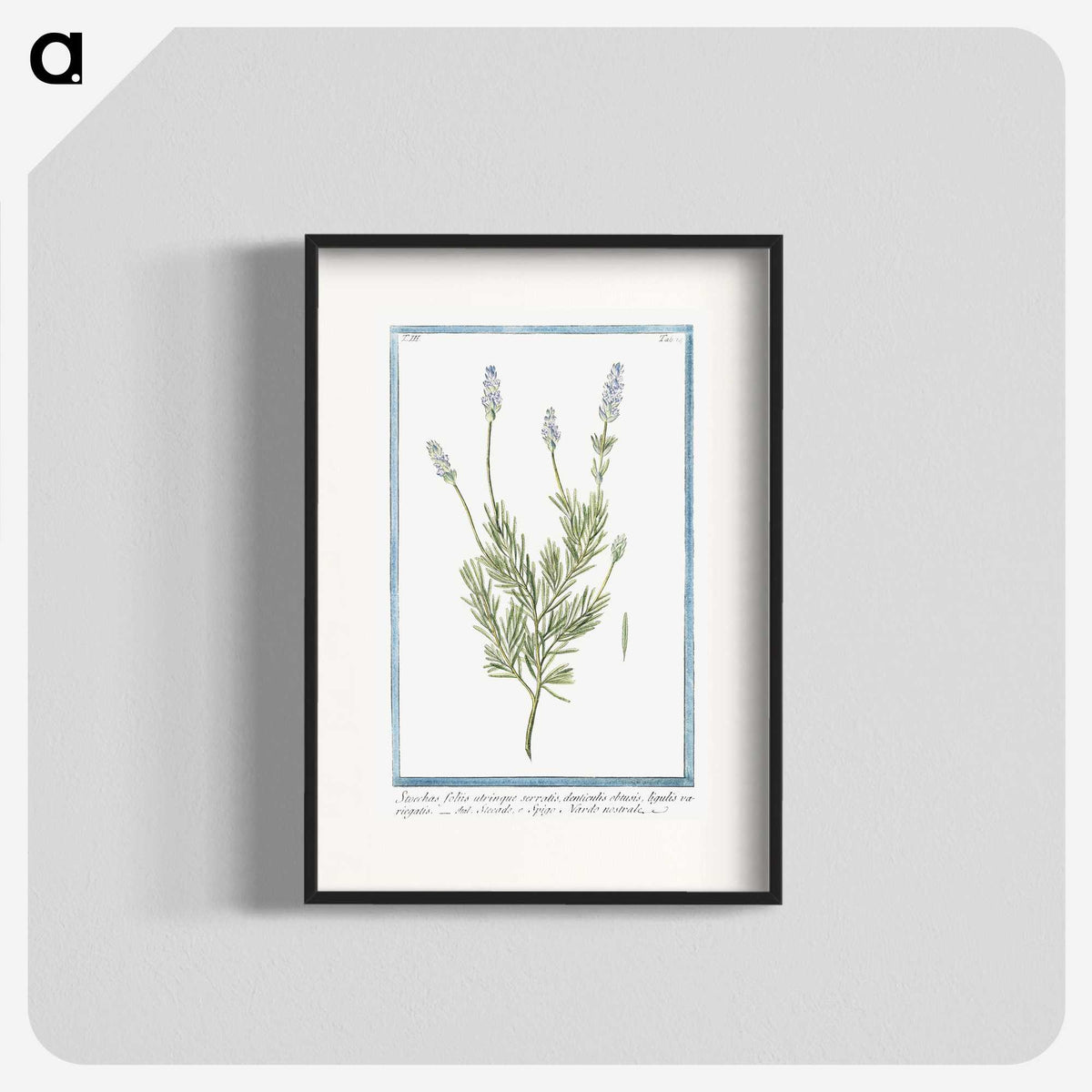 1-16_Hortus-Romanus-Botanical-Plates_blk