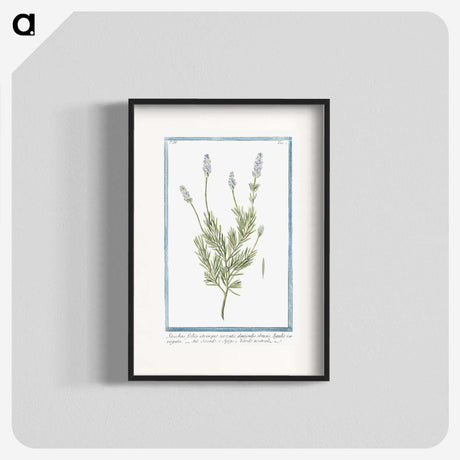 1-16_Hortus-Romanus-Botanical-Plates_blk