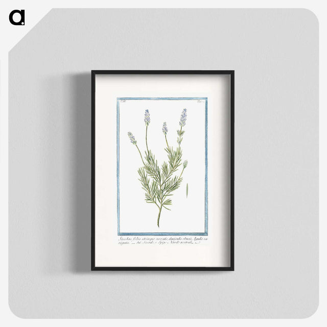 1-16_Hortus-Romanus-Botanical-Plates_blk