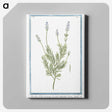 1-16_Hortus-Romanus-Botanical-Plates_canvas