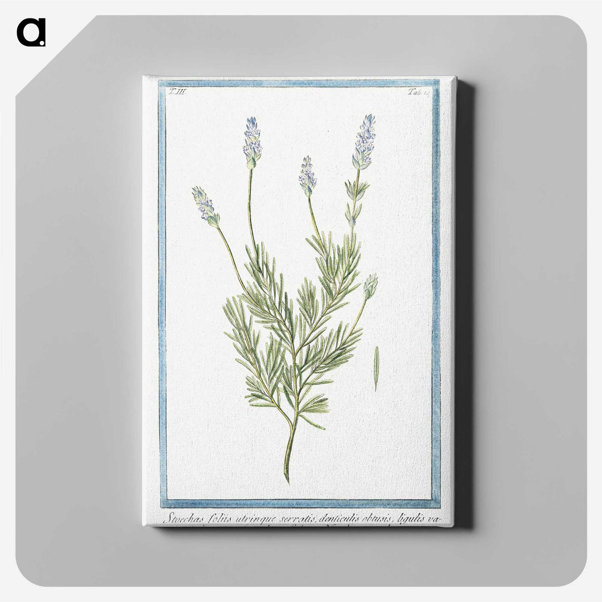 1-16_Hortus-Romanus-Botanical-Plates_canvas