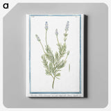 1-16_Hortus-Romanus-Botanical-Plates_canvas