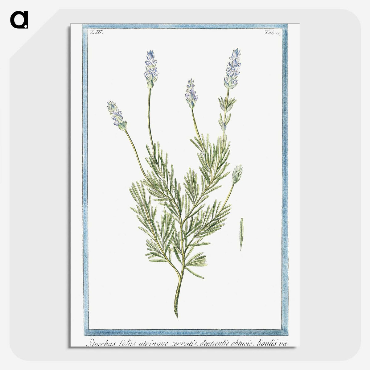 1-16_Hortus-Romanus-Botanical-Plates_picture-crop
