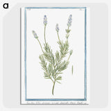 1-16_Hortus-Romanus-Botanical-Plates_picture-crop