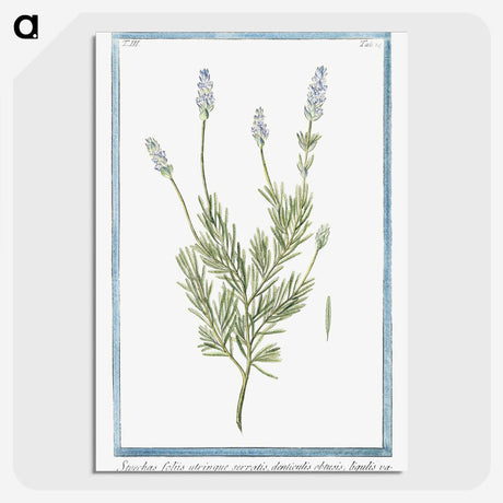 1-16_Hortus-Romanus-Botanical-Plates_picture-crop