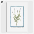 1-16_Hortus-Romanus-Botanical-Plates_picture